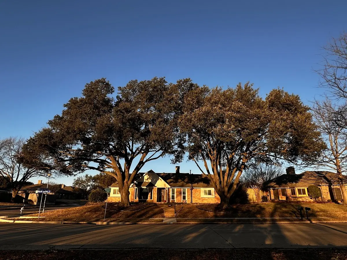 Established residential canopy tree shading a home in Haltom City