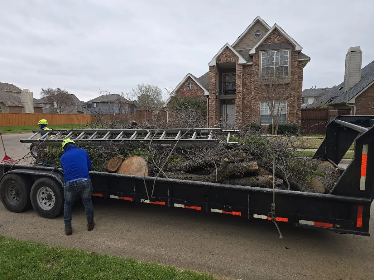 Expert Tree Fertilization with proper safety equipment in Haltom City